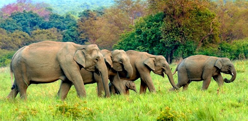 Corbett Tour Package